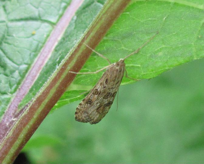 Nomophila noctuella?